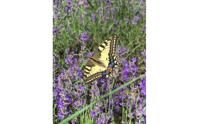 LA TUA DOSE DI CALMA TASCABILE?