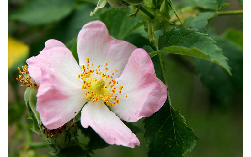 IL POTERE DEI FIORI DI BACH