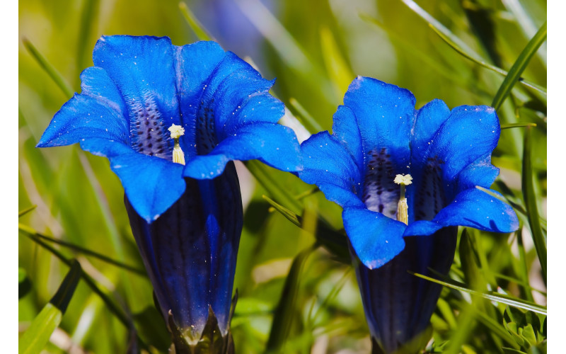  I FIORI DI BACH : Genziana "il fiore della speranza che vince il pessimismo"